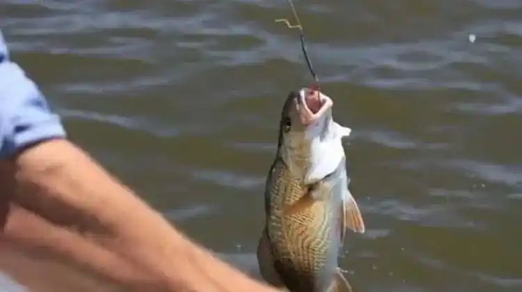Can Fish See Braided Fishing Line?
