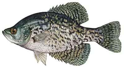 black crappie caught in a north georgia lake lanier