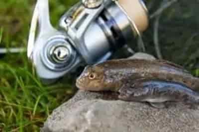 bullhead-fish-or-round-goby-fish-on-gray-stone spinning rod and reel