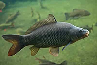 Wild common carp (Cyprinus carpio). Wild life animal.