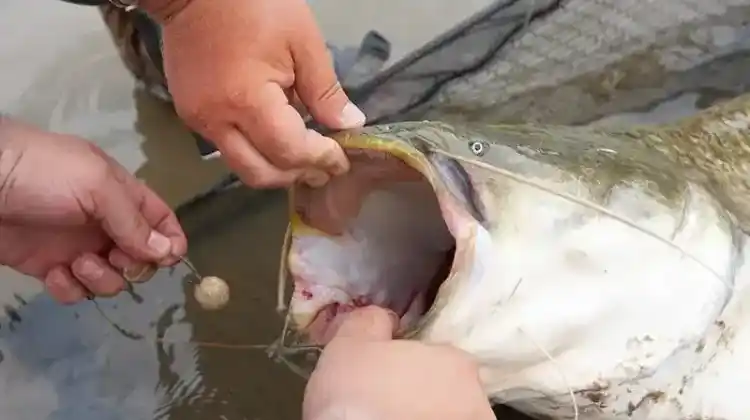 What Is The Best Catfish Fishing Rod And Reel Combo?