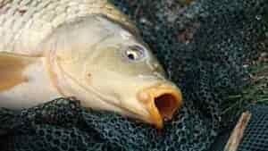 What Size Hook For Carp?
