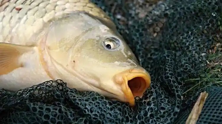 What Size Hook For Carp?