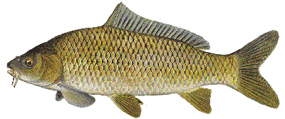 common carp white background