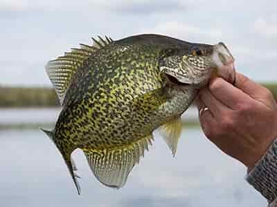 Black Crappie caught from a Minnesota Lake in the spring