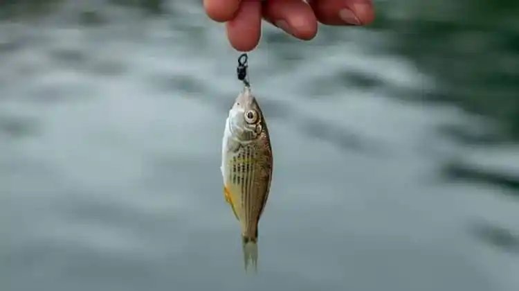 What Color Line Is Best For Saltwater Fishing?