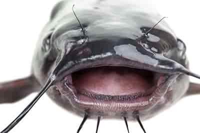 picture of catfish swimming towards camers