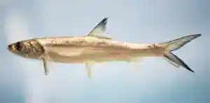 Can You Eat Ladyfish?