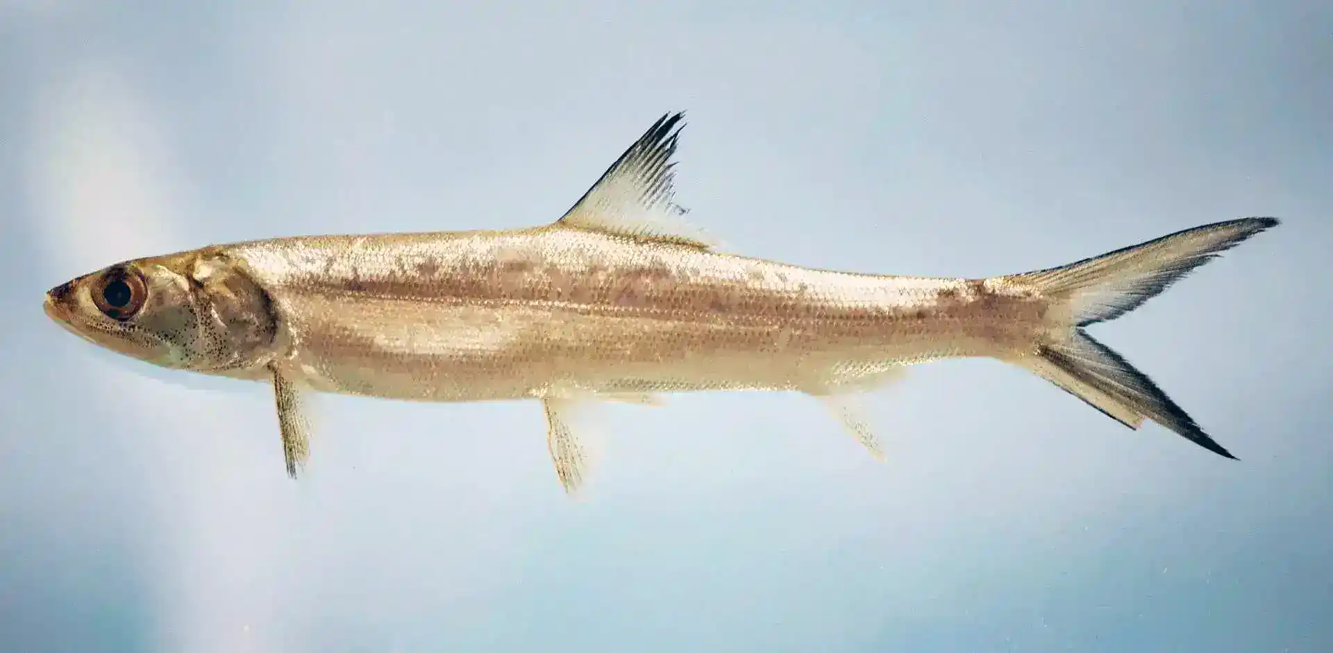 Can You Eat Ladyfish?
