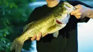 What Size of Hook for Bass?