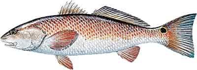 redfish caught on light weight tackle