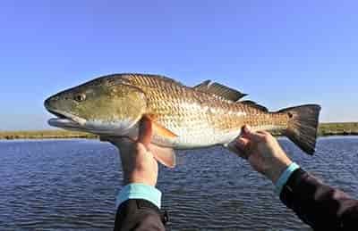 redfish held up by angler during fishing tournement