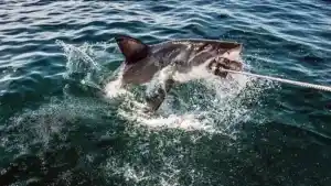 Shark Rigs for Surf Fishing That Won't Fail