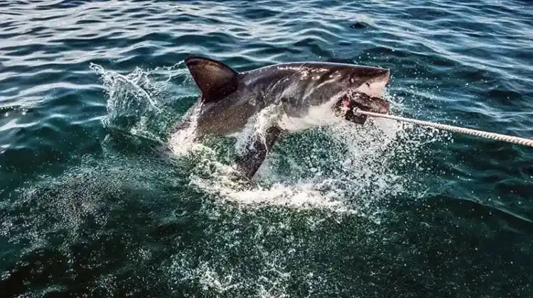 Shark Rigs for Surf Fishing That Won't Fail