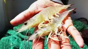 Catfishing With Shrimp: A Detailed Guide