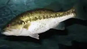 Beginners Guide to Bass Fishing