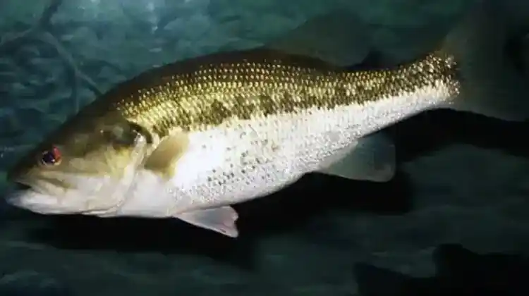 Beginners Guide to Bass Fishing