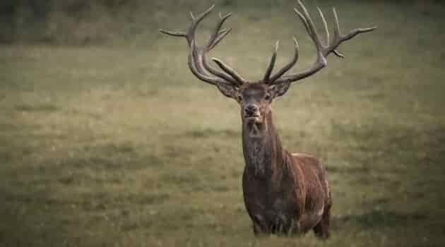 Huge Elk looking at a disturbance