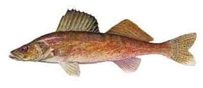 walleye white background