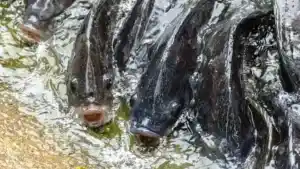 Beginners Guide To Tilapia Fishing: Tips For a Huge Catch