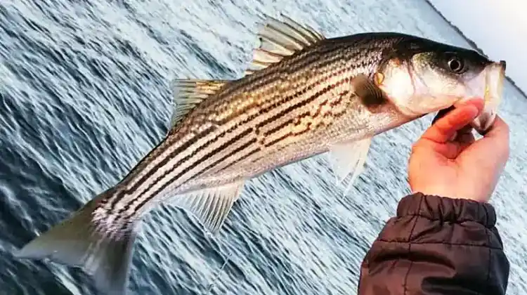 What's the Optimal Trolling Speed for Stripers?