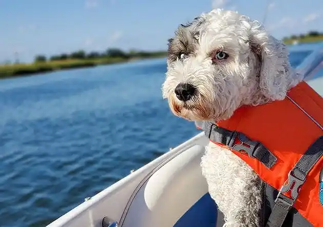 8 Tips for a Smooth Sailing Boat Trip with Your Pet - guide