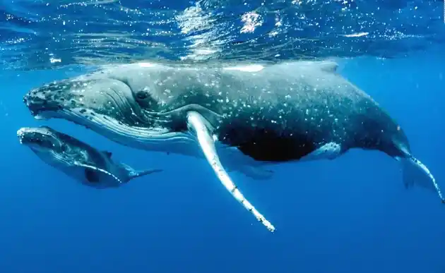 Are Whales Dangerous To Boats - guide