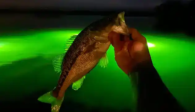 night fishing green light in water