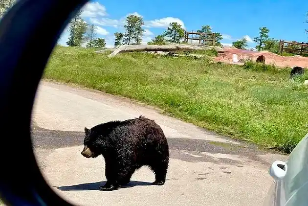 Bears in an RV