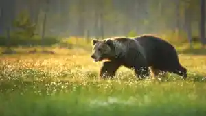 Is Your Food Safe from Bears in an RV