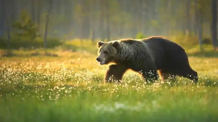 Is Your Food Safe from Bears in an RV