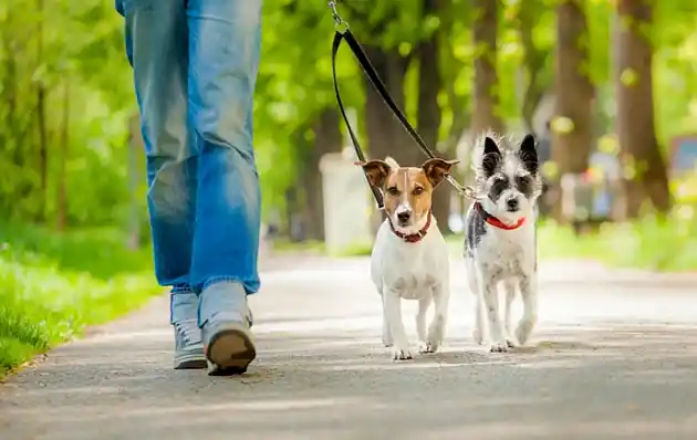 Pet Sit or Dog Walk