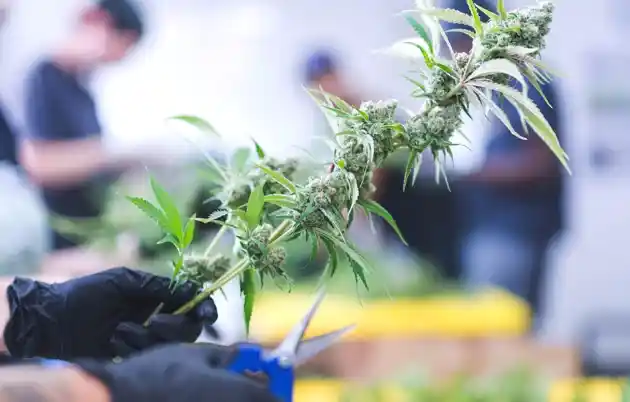 Trim Marijuana in California