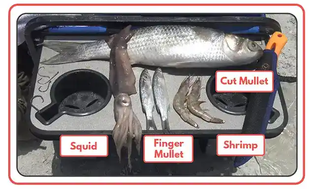 beach fishing saltwater bait mullet shrimp squid