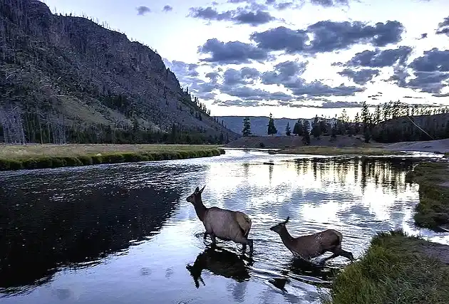 Madison Campground in Yellowstone National Park