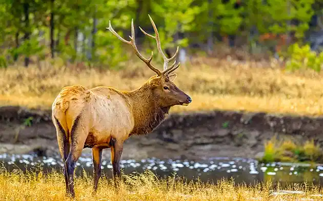 Nature and Wildlife of Yellowstone