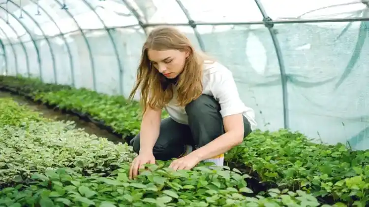 5 Best Crops for a Survival Garden