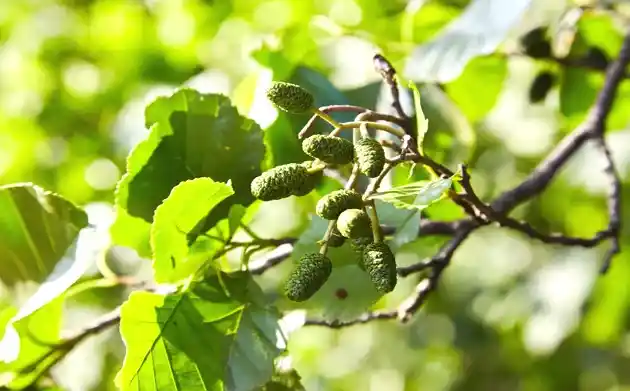 Alder tree