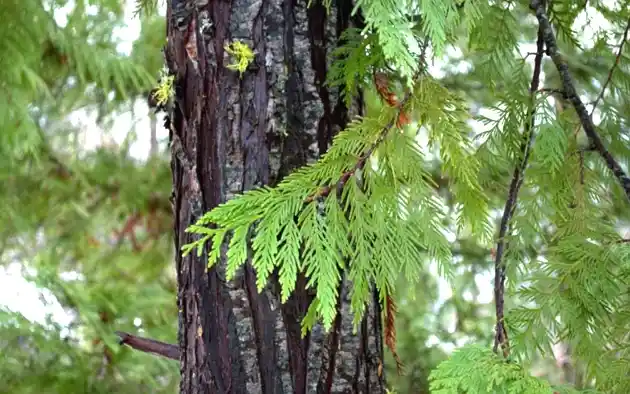 Cedar Trees