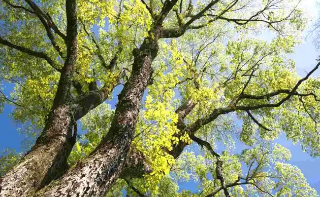 Elm Trees
