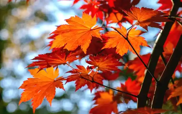 Foraging Trees for Natural Medicine - guide