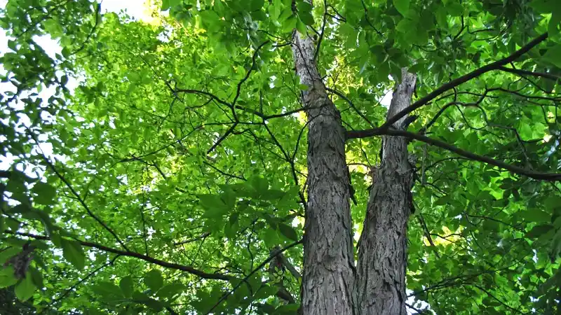 Foraging Trees for Natural Medicine