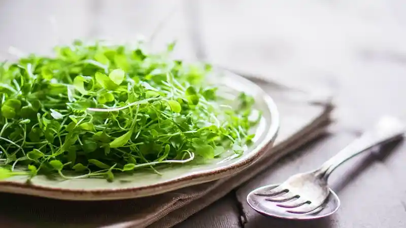 How to Consume Microgreens and The Nutritional Benefits