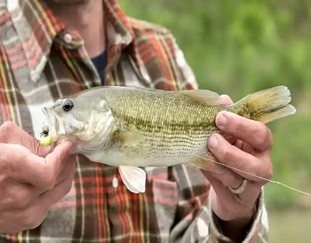How to Fish