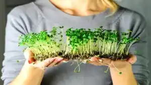 How to Grow Microgreens and The Benefits of Microgreens