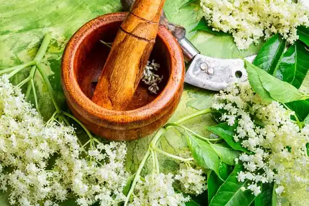 How to Make Plant Medicine