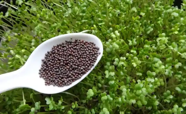 Microgreens seeds