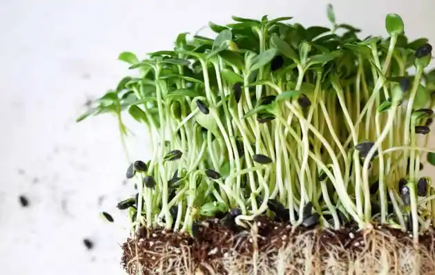 Microgreens stems