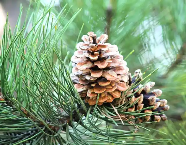 Pine Trees