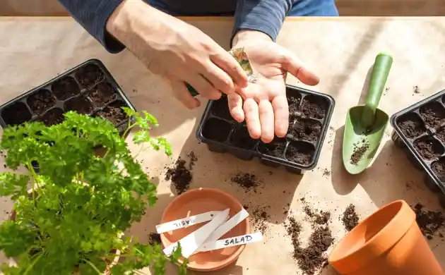 Starting an Indoor Garden